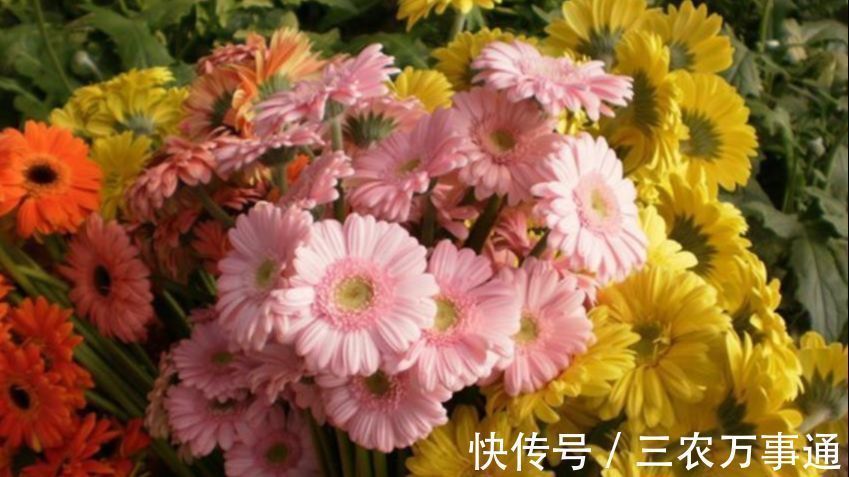 秋天养6种漂亮花,叶片不能喷水不要淋雨,否则烂叶不开花