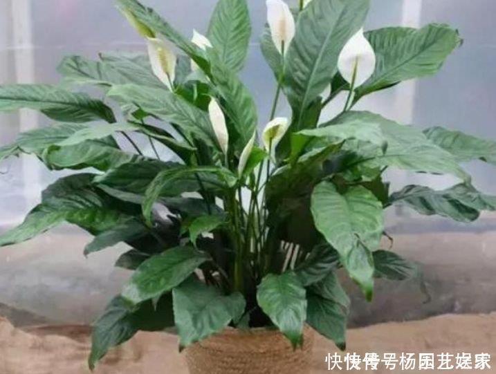 最适合新手养的花，花期长易打理，花色鲜艳，适合种在庭院观赏