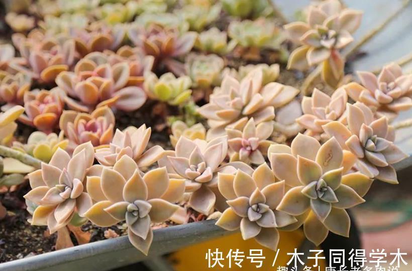 养护|胧月这样皮实的多肉还怕水浇多了?别担心,稍微处理一下就好啦