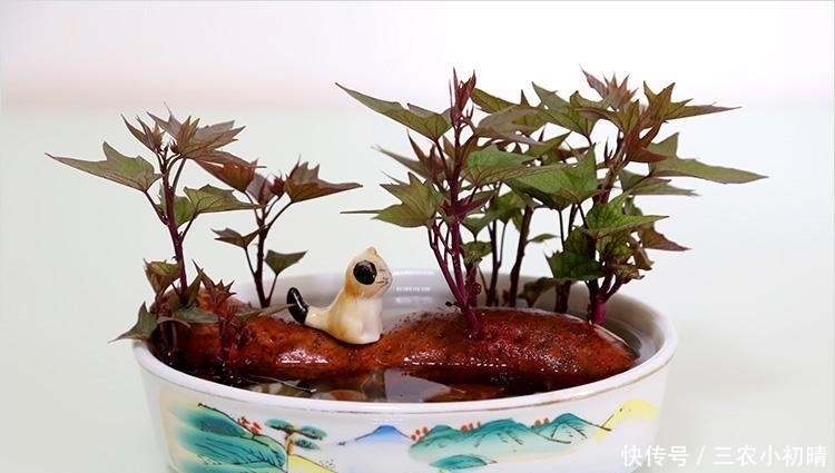 蔬菜中的皇后,比绿萝还美,丢水里一个月窜1米,全家吃了都健康