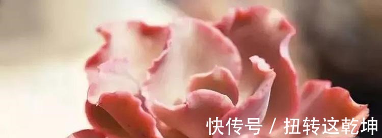 用最简单的方法,杀最难缠的多肉虫害,轻松杀灭蚧壳虫和小黑飞!