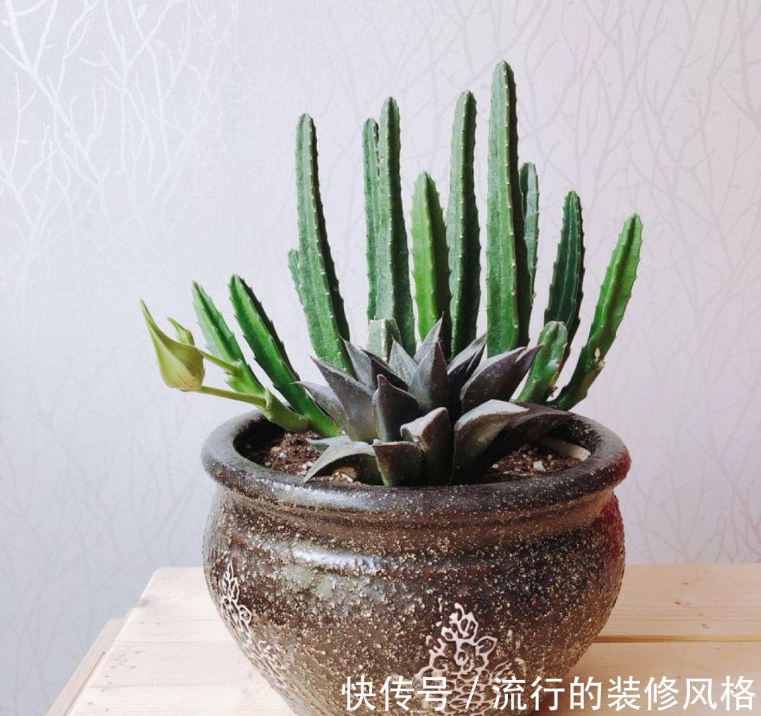 家里养了这花,满屋子都是臭味,家人让我赶紧扔掉