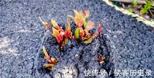 入药|一种植物甚至可以将人逼到自杀，它究竟是什么植物？