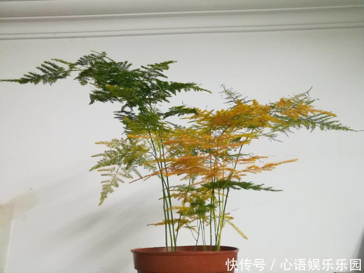 修剪|她家的文竹成了精,爬的满屋都是,剪不迭!