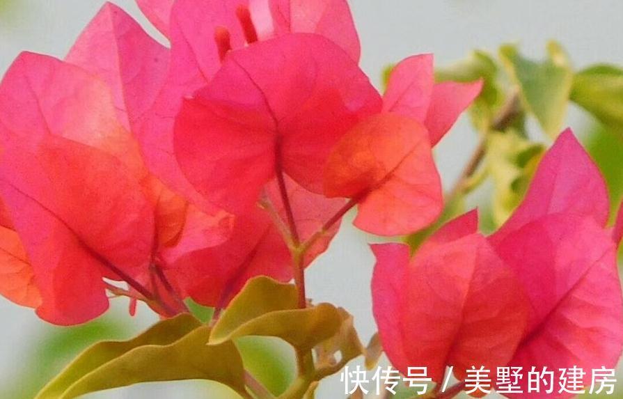 三角梅|三角梅小苗买回家，这样缓苗操作，不出半年就爆花