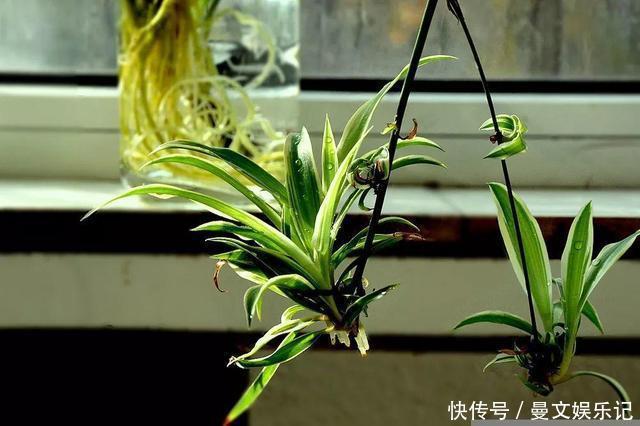 这4种花，不用土只用水，就能养成绿窗帘！