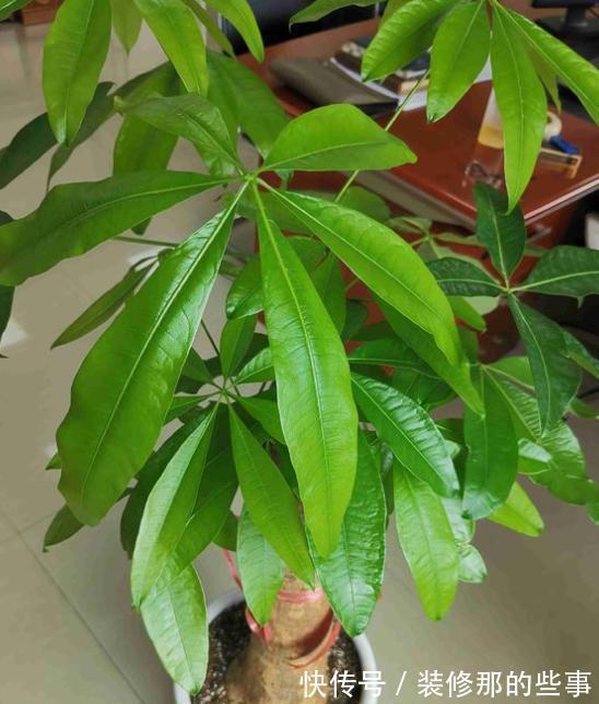 植株|发财树盆栽长得慢?调控好这4点,侧芽新枝呼呼窜