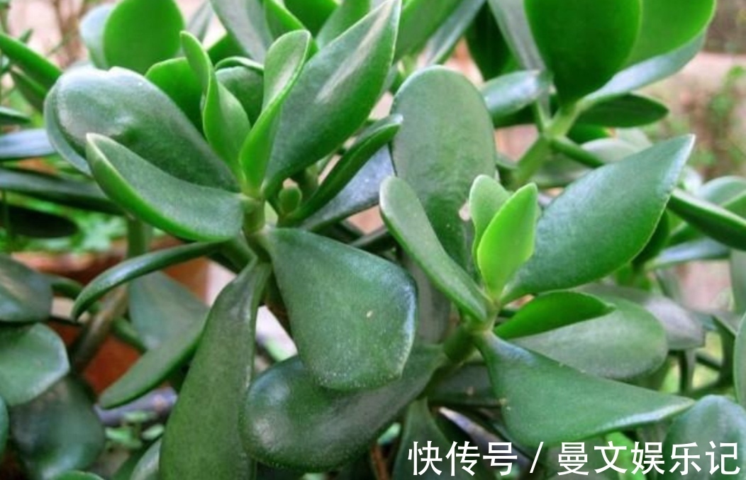 花卉|家里经常养的5种花,很多人还不知道有毒性,养护时要注意