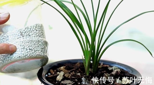 兰花想多冒芽?养护注意三动作,顺利春化,清香宜人小半年