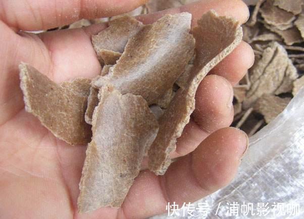 养绿萝，用“1块饼”，往盆里埋“1个”，土壤肥沃，7天发新芽