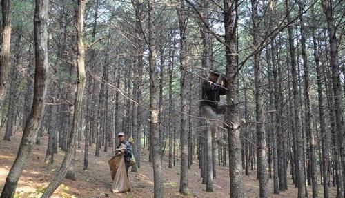  野生|60年前满山都是这种野果，一捡就上百斤，如今50一斤成稀罕货