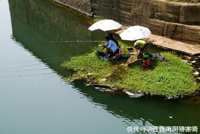 鱼口|夏天在高温天气钓鱼,饵料味型怎样调配夏天钓鱼饵料的调味技巧