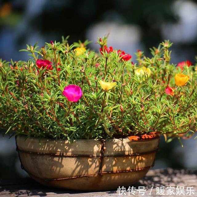 太阳花开花少有1个“小技巧”,开花量大10倍,秋天花儿开不停