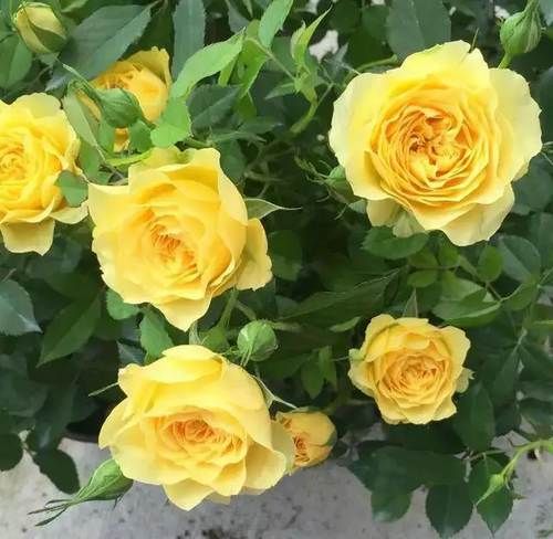 月季花|新品阳台盆栽月季，不输果汁阳台，植株低矮，四季花开，还很好养