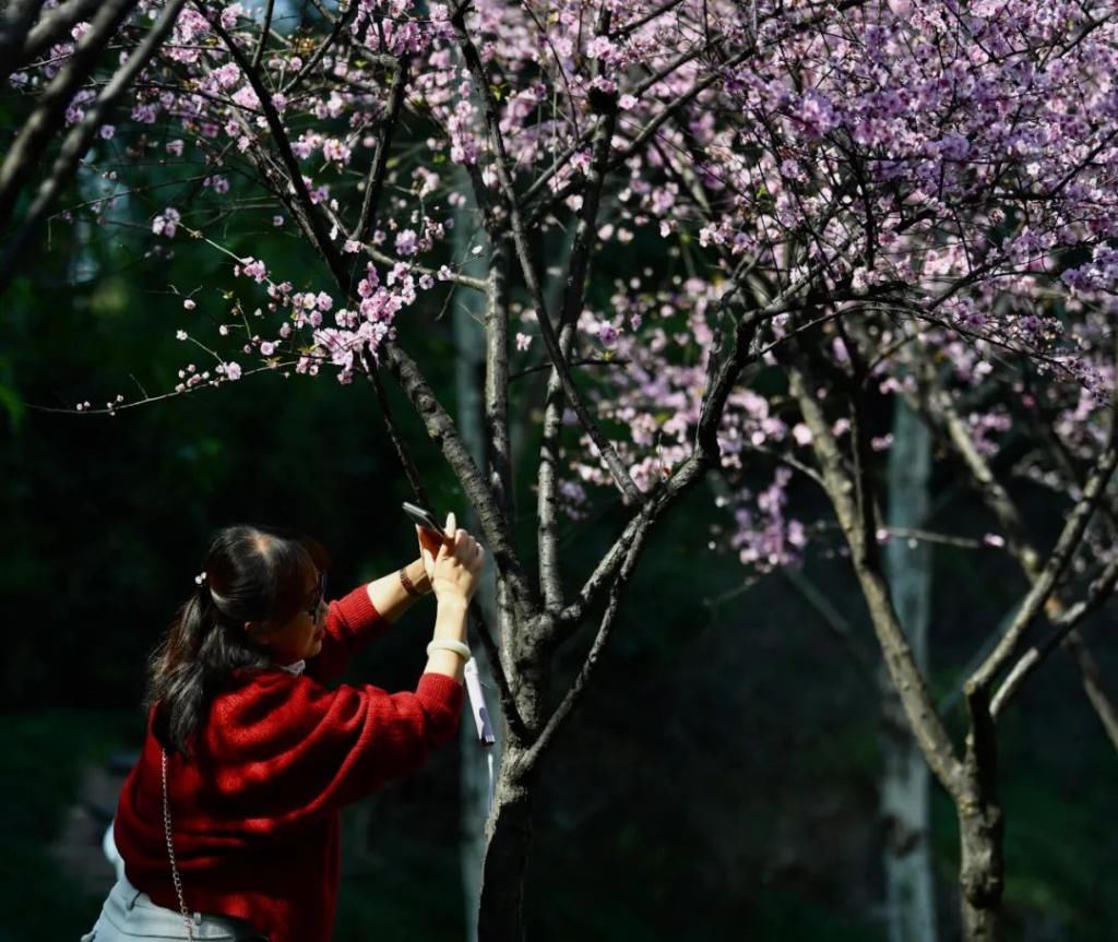 九龙坡赏春花谱！赶快收藏，拍照必备