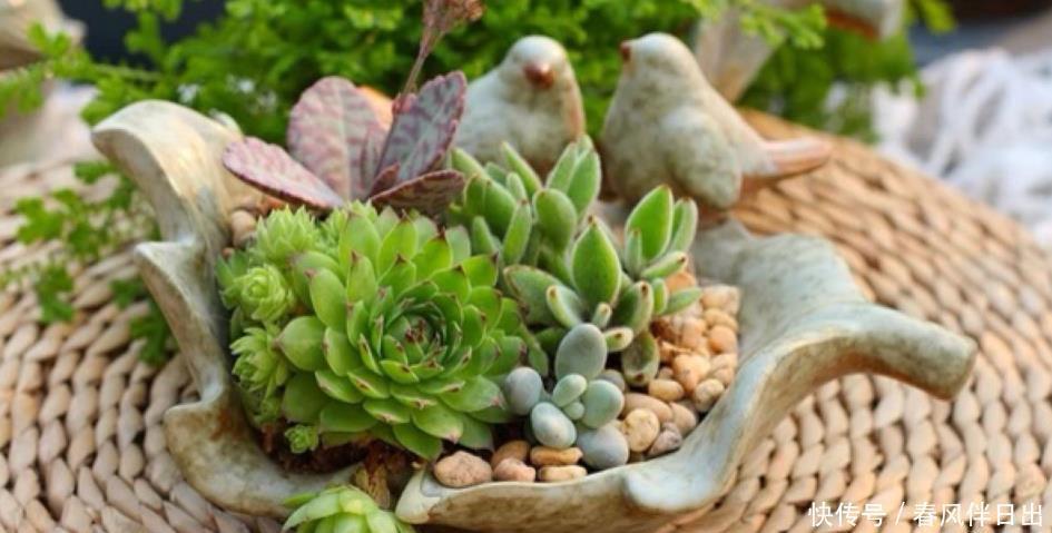 浇水|呼声最高的新人盆栽多肉,养殖期间注意此3点才不出问题