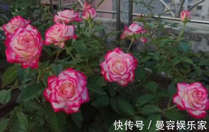 桃花|2周之后，红鸾星耀，桃花不离身，旧爱回首，情难相忘，执手白头