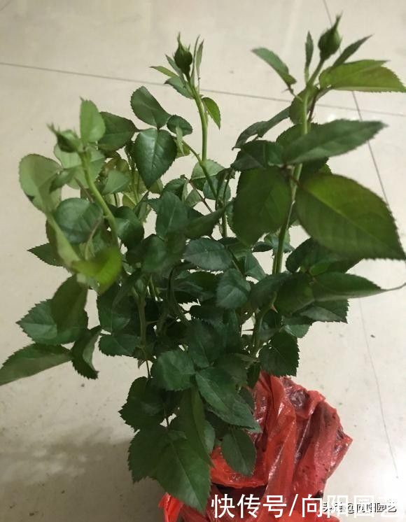 花苞|买的月季幼苗，还带着花苞！咔嚓一刀剪掉，花苞影响生长