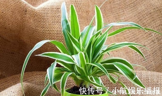 太阳花|如果连这几种花都能养死,以后就不要养花了