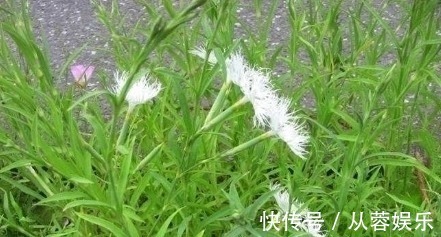 农村|农村此野草,有降血压、长毛发、养肾气,利尿通经的功效,认识吗