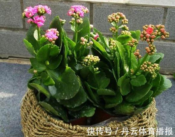 养花缺少磷钾肥:学会自制技巧,往花盆里放一点养啥植物都旺