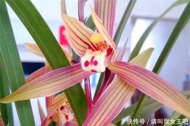 6种兰花，一开花香飘满屋，越养越值钱！6种兰花，一开花香飘满屋，越养越值钱！