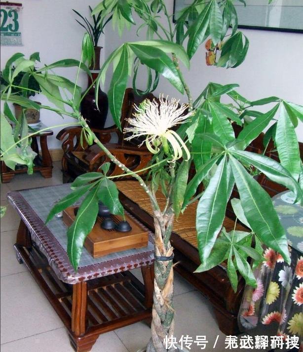 4种树,花开富贵“好兆头”,难得一见,看看你家有吗?