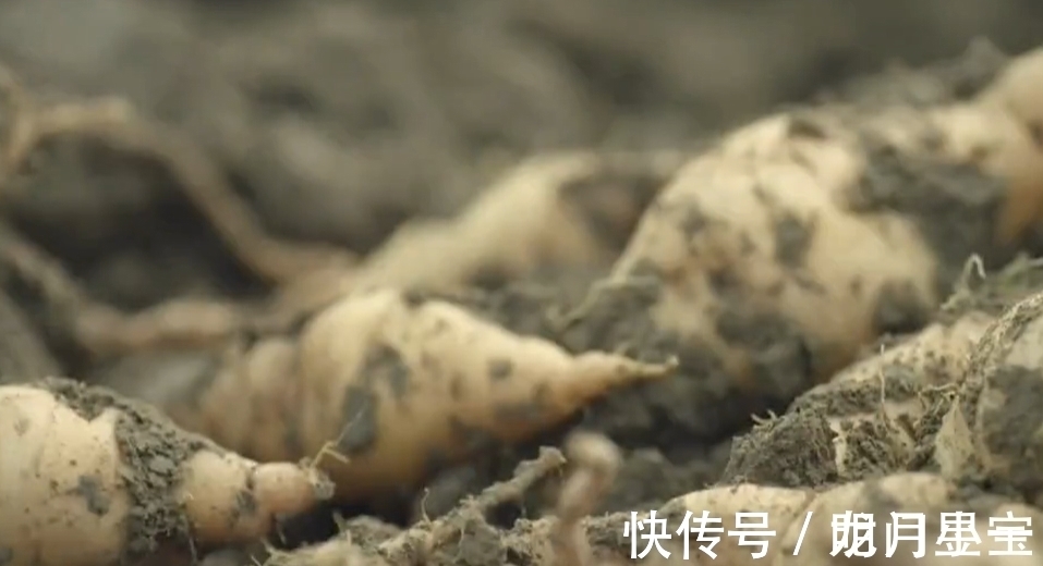 地黄|李时珍说它“服之面如桃花,轻身不老”,路边常有却少人识