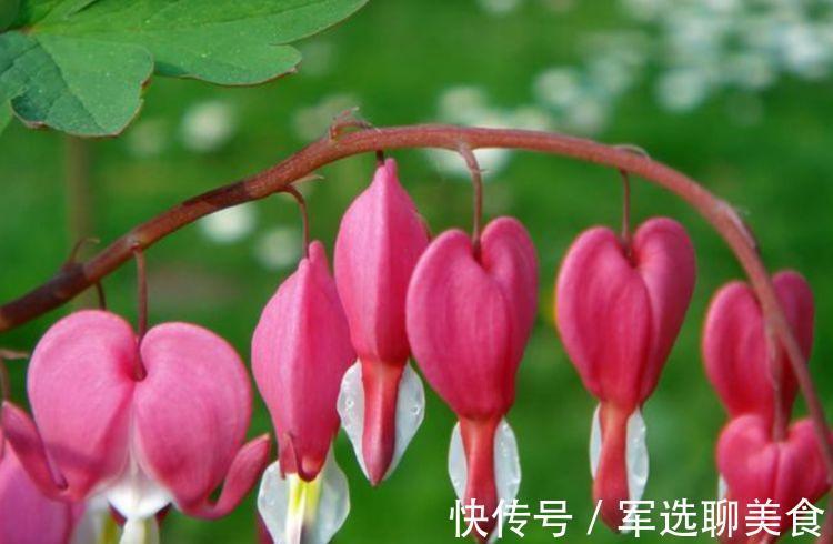 养花试试此几款,全年开花不停,枝头窜满花苞