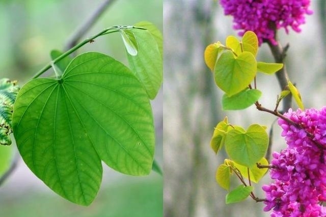 紫荆花树|紫荆花早春叶前开放，无论枝、干布满紫色花朵，艳丽可爱