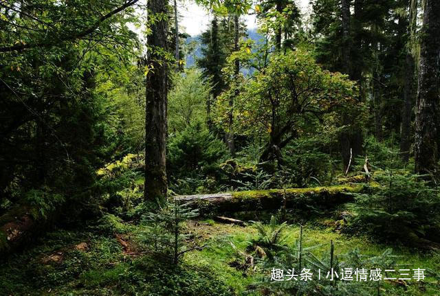 钟馗|此物长于深山中,俗称“钟馗判官笔”,长相难看,但异常珍贵