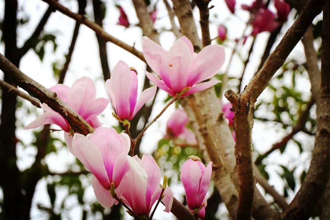 巴中经开区九寨山花开正盛，这个“三八”节邀您来“撞春”