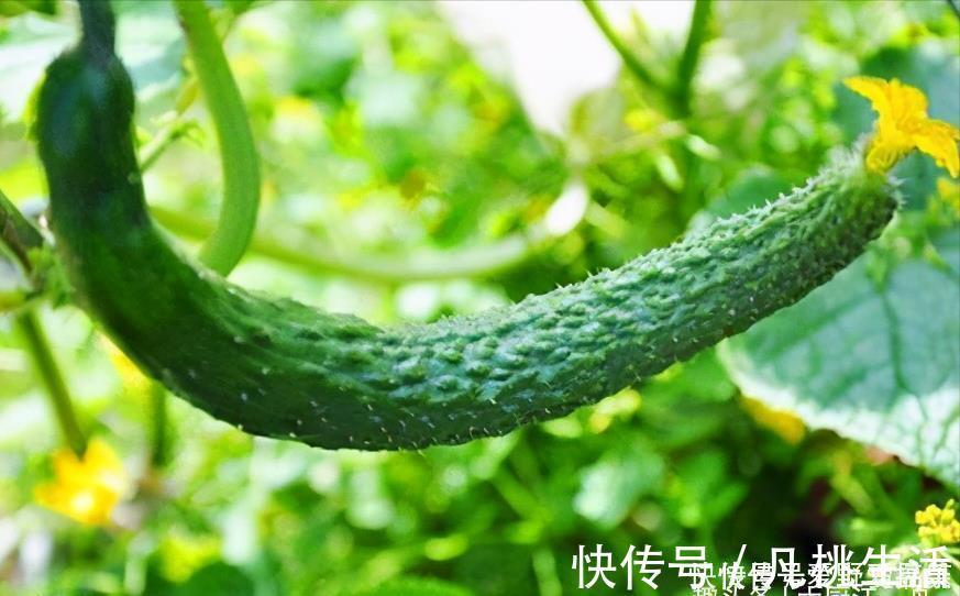 江一舟|黄瓜打不打激素？看一眼这个“小机关”就知道，包你买不到催熟