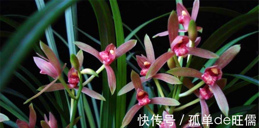 叶片|7月建兰还没开花3个促花技巧要掌握，学会了花朵又多又香