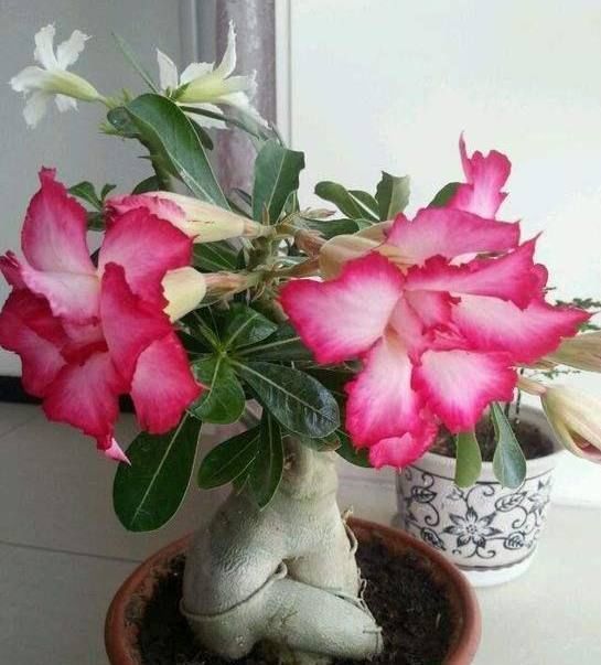 盆景|这种花是天生的盆景材料,养殖简易又漂亮,四季开花不断