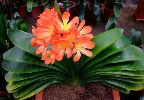 君子兰|天热了,君子兰有“3怕1喜”,了解掌握才能安全度夏,新手别忽视