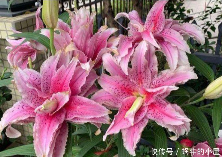 阳台养此几款花,好养又漂亮,开花特别多,新手也能养很好