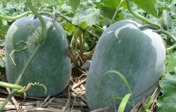 浮肿病|常吃冬瓜好处多,但不可与一物同食,却有很多人不清楚!