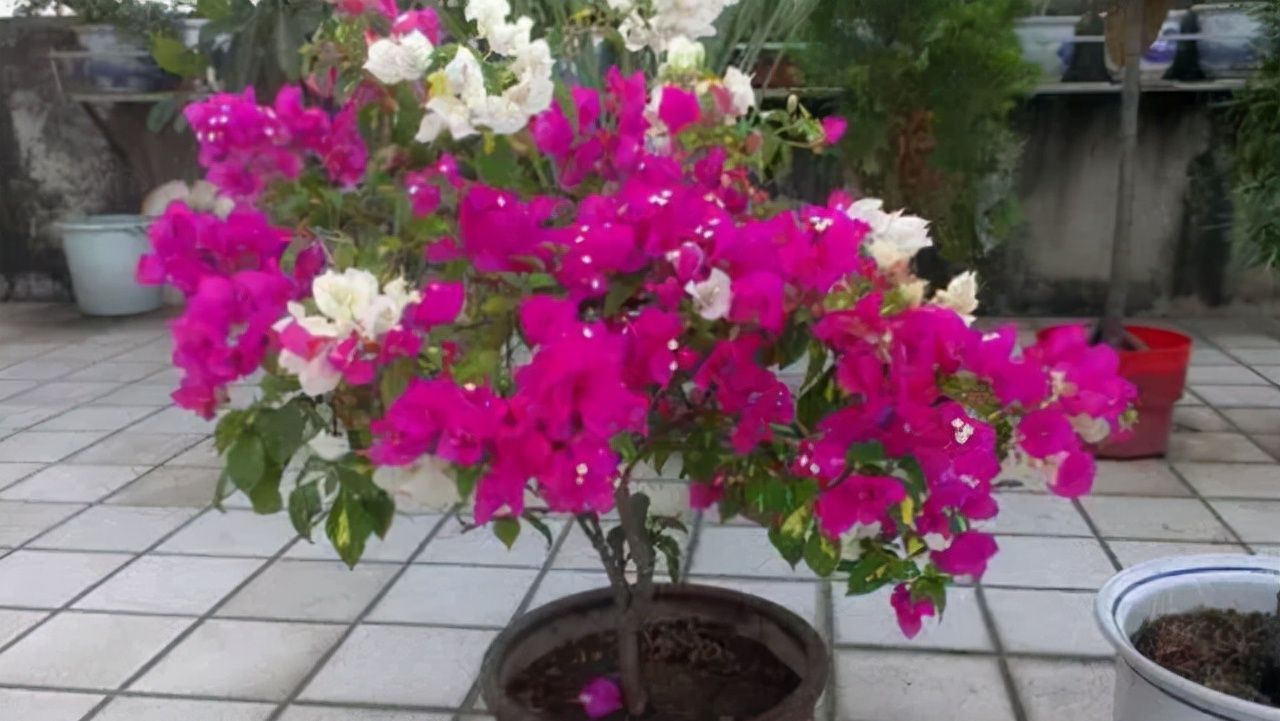 三角梅只长叶子不开花?做对了这几点!满树花苞“开”不断!