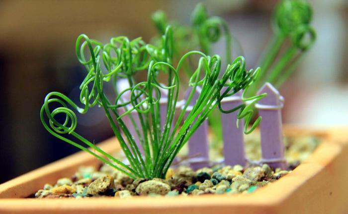 稀有|六种稀有的观赏植物,你见过几种,又养过哪些呢?