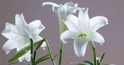 女性不想被叫“老女人”,多吃5种食物,补血养颜,越吃越年轻