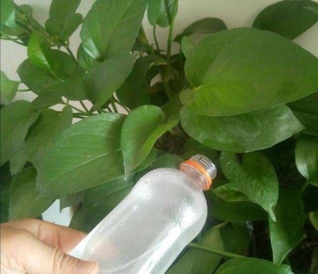 “两种水”不能浇花,已被花友列入“黑名单”,别再继续“作”了