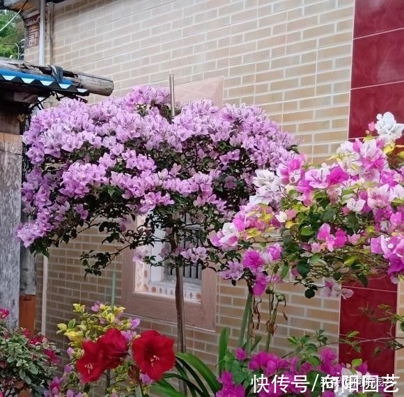 北方地区|家里的三角梅，放在院子里暴晒，风吹雨淋，开花依然超多