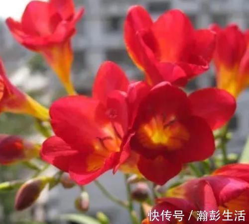 现在聪明人家里都养这种花，好看又容易养活，懒人的最爱