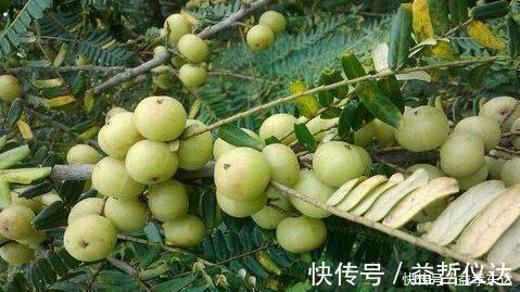 泡水|咳嗽久咳不愈,多用此果泡水,坚持三天,利咽喉,整年不咳嗽