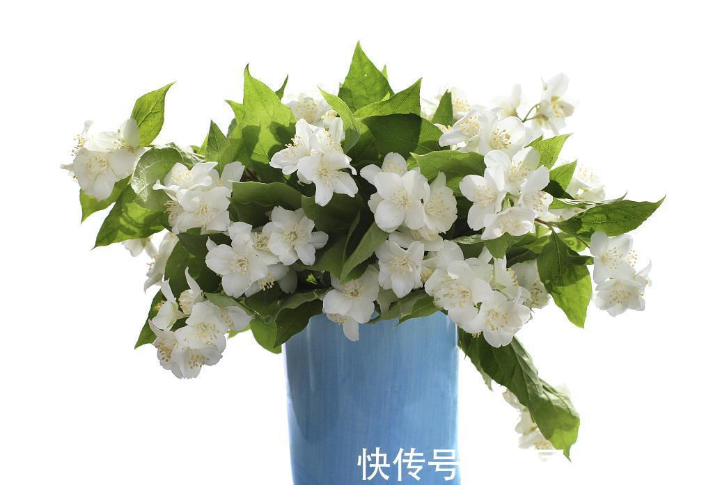 铜钱草|天热5种花天天浇水也没事，就怕缺水，养护时要留意