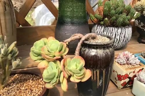 养多肉碧桃，了解掌握几个要点，养出果冻色，形状像鸡蛋