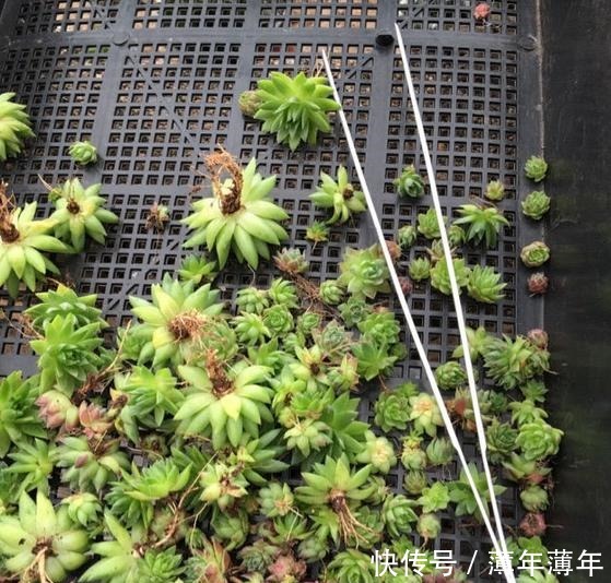 烂木头充分利用,资深花友打造出迷你多肉花园,以后烂木头别丢了!