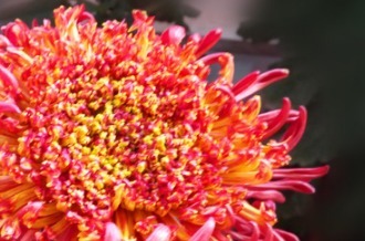 喜欢菊花，就养盆“珍稀名菊”大红托桂，似金蕊红服，美艳妖娆