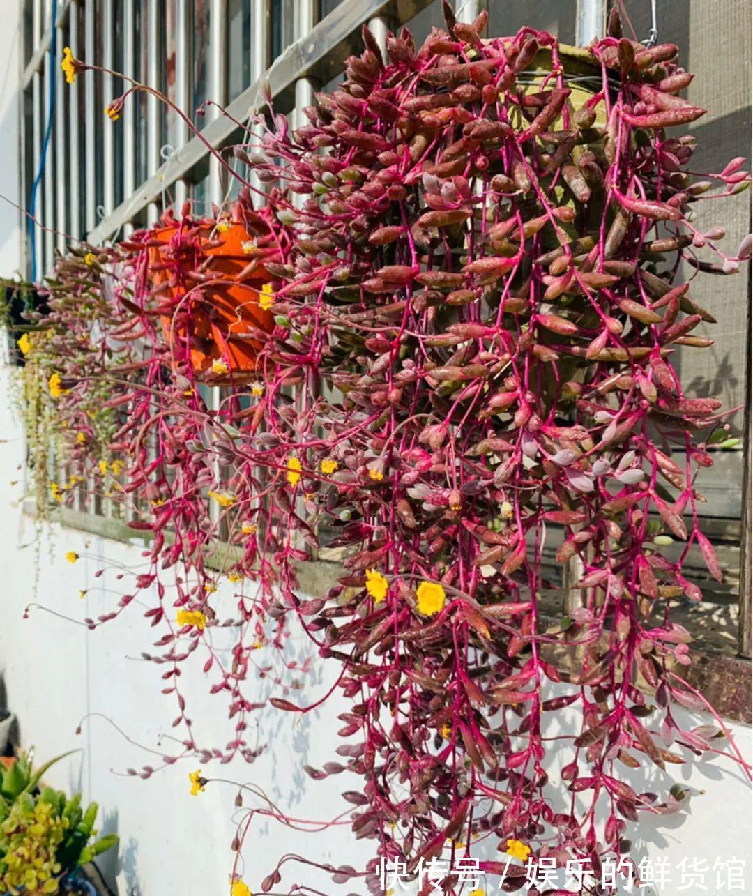 关键|3种“养不死”的花，适合新手，不只是好养，关键很漂亮